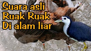 Suara Ruak ruak di alam liar || sound bird call || white breasted waterhans