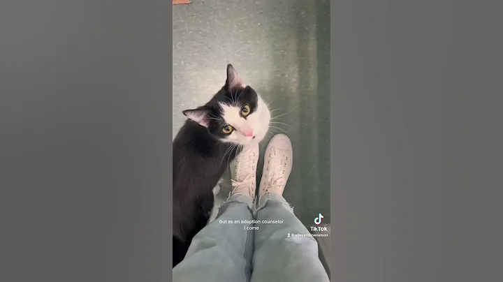 LETS GO TO WORK AT THE ANIMAL SHELTER!!! come with me to work as an adoption counselor #rescuecat 🐱