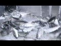 Ontario Aquaculture - Loading Fingerlings