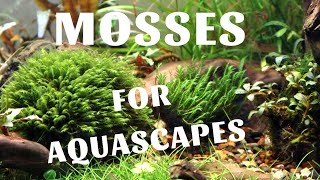 Best mosses for aquascapes!
