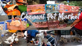 Chennai Pet Market