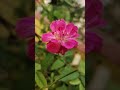 #flowers #music #love #musica #youtubeshorts
