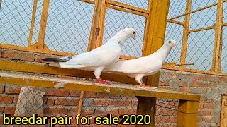 03478798579 Breedar Pair For Sales Patti Walay Kabootarfaisalabad Pigeon