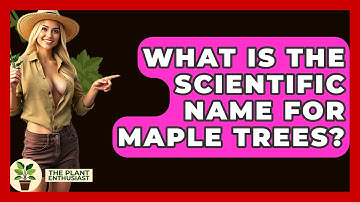What Is The Scientific Name For Maple Trees? - The Plant Enthusiast