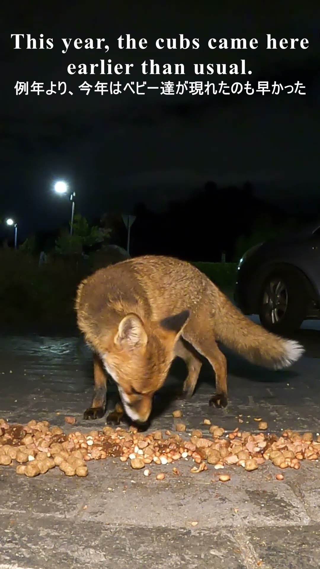 FOX/キツネ】The Life of a Mama Fox. ママキツネの道 ♯Short from