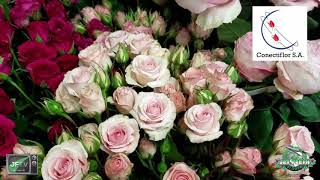 *** special JFTV  New Rose Variety Testing with Celine  special ***
