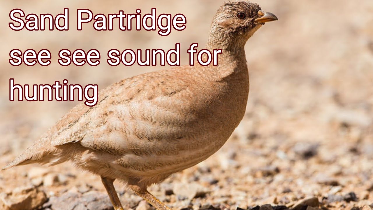 Sand Partridge see see sound for hunting | kum keklik sesi dişi | see see ki awaz