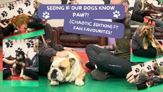 SEEING IF OUR DOGGY DAYCARE DOGS CAN DO PAW!! (CHAOTIC)