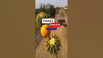 Did You Know - Camels Can Eat Cactus but Not Lemons