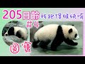 [大貓熊]圓寶205日齡#4 Yuan Bao RUN~,Taipei Zoo, 臺北動物園貓熊