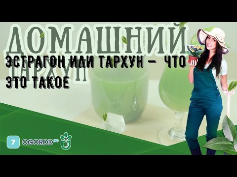 Эстрагон или тархун —  что это такое