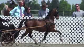 Hackney pony Woodside 2012 by barradan1766 231 views 11 years ago 1 minute, 14 seconds