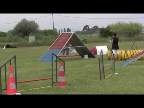 agility st cyprien berger des shetland sheltie