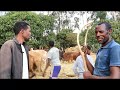 Baso liben wheat combine harvesting and traditional harvesting