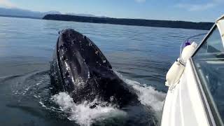 Whale comes to my boat for an hour hangout