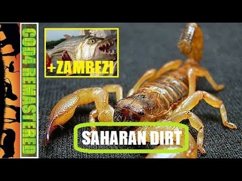 SAHARAN DIRT (FINNTROLL 1984'S BEASTS OF THE WILD #53 ANIMAL OVERDOSE COD4 MW REMASTERED) - YouTube
