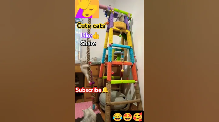 Video 6926141: coon cat drinking water, maine coon cat drinking, cat climbing, funny cat