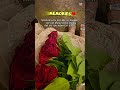 🌹❤️ #sweetmemories #shortsviral #roses #travel #memories #friends #roses #life #friendship