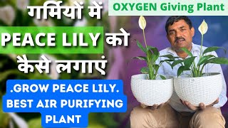 ऐसे पाएँ एक Peace Lily से अनेक पोधे | इस तरह मिट्टी बनाएँ और लें पूरे साल ज़बरदस्त फूल | Peace Lily