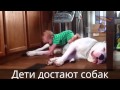 Дети достают животных! Смех до слез!!