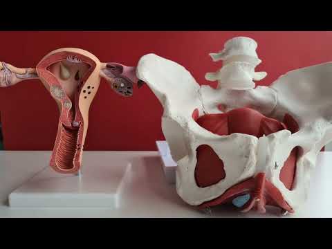 G Spot Anatomy