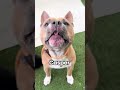 Pop-Up Crate Dog Promo