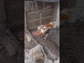 índio exótico esse frango é top lindo demais 💥💥💥🐓