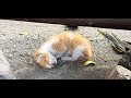 もう息絶えているかもしれない・・・と思った、まだ小さい野良の子猫。近寄ってみると、わずかに動いた足に希望を託す！【nekoの部屋】