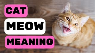 Cats Meowing What Does This Sound Mean? by Pet in the Net 590 views 8 months ago 4 minutes, 2 seconds