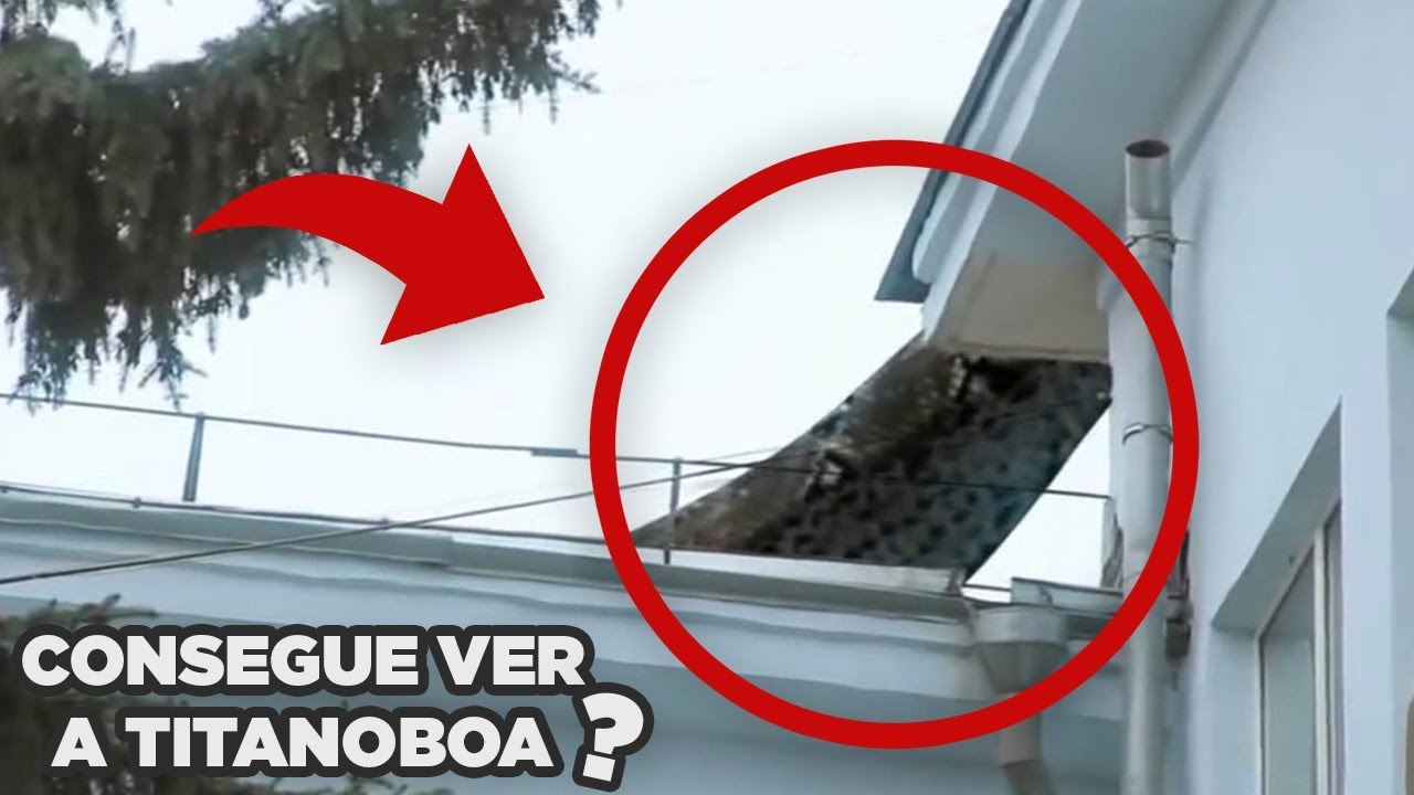 Fotos e vídeo que PROVAM que a TITANOBOA ainda existe