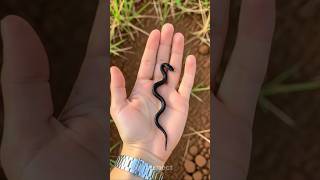 Before And After Amazing Animal Transformation