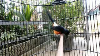 Murai Batu Seri F3 Gacor Fighter