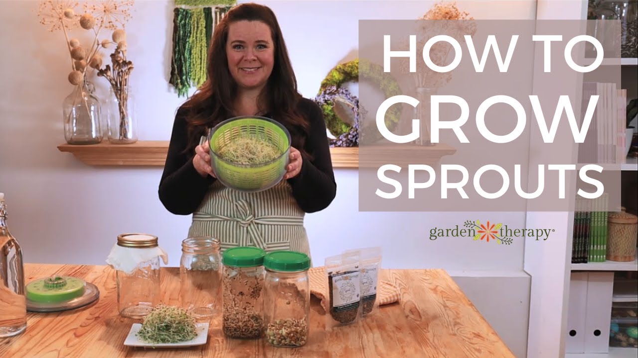 How to Grow Sprouts in Your Kitchen YouTube