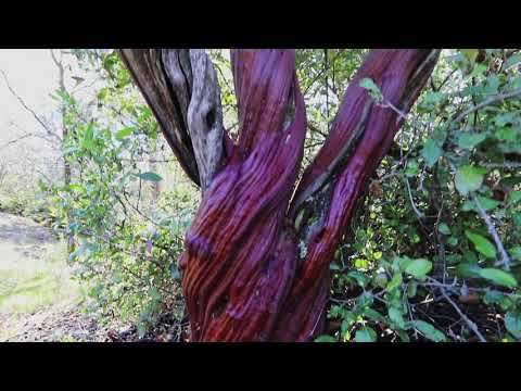 10493 Bonaventure Rd, Rough and Ready, CA home video tour