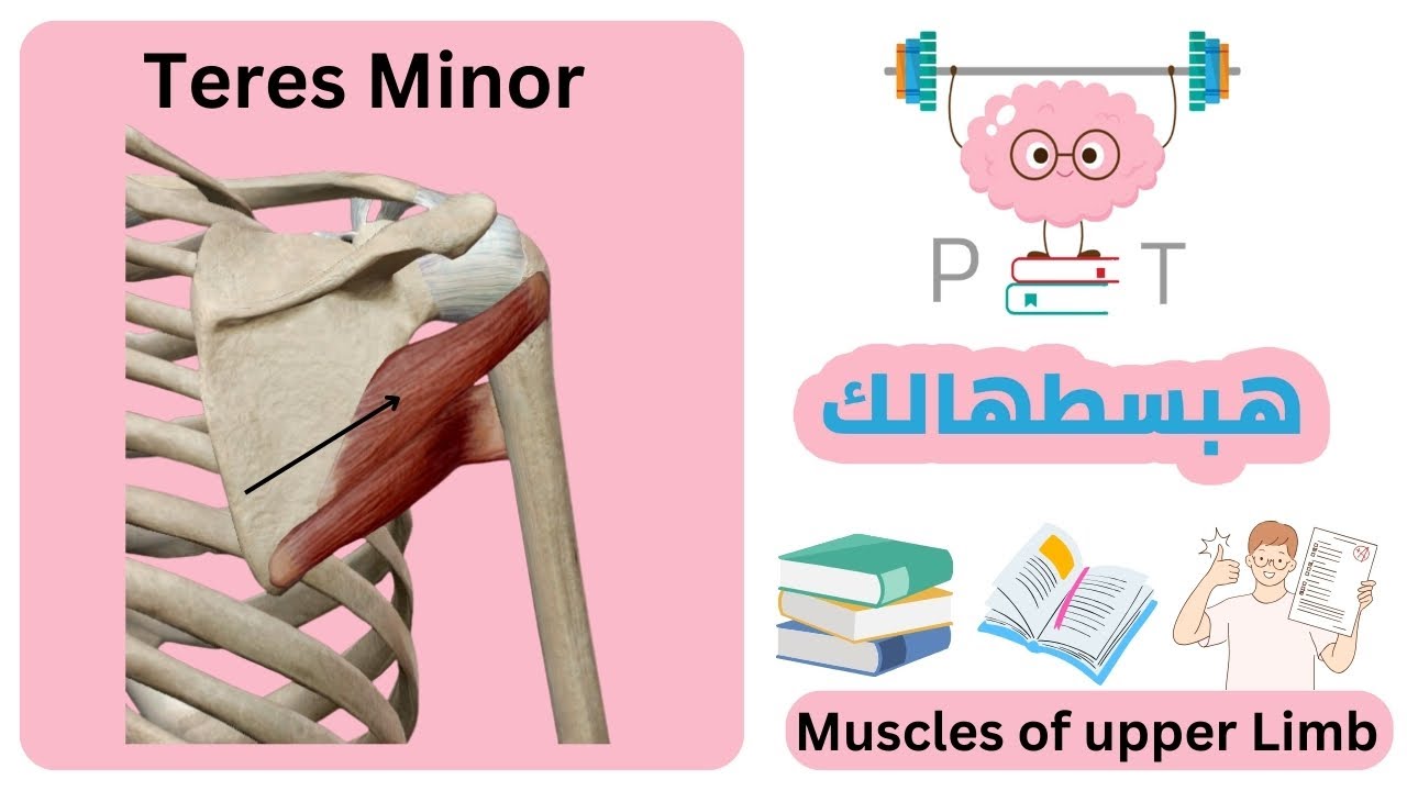 teres minor #upper_limb_هبسطهالك