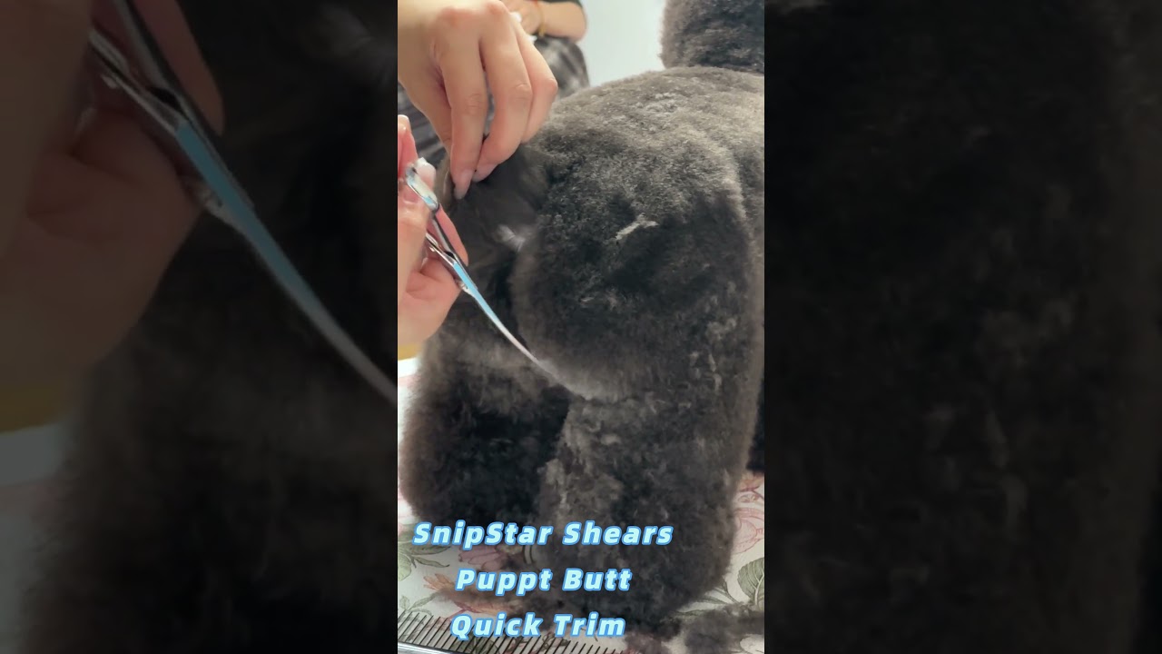 How to trim a dogs face with scissors demonstration, no restraints, dog grooming 