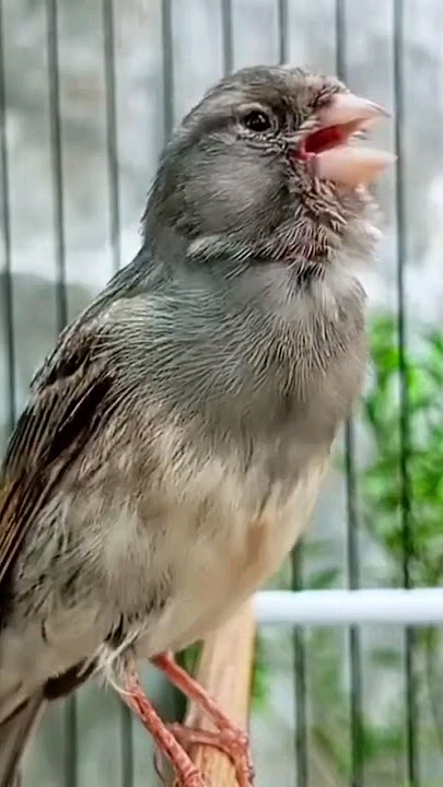 kenari gacor gaya mewah!! #kenari #canary #canario #canarias #canarysinging #pancingankenari #birds