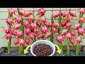 BEST Gardening Trick to Propagate Dragon Fruit Fast!