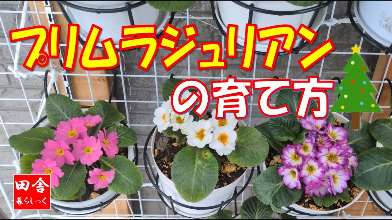 プリムラジュリアンの育て方