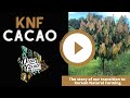 Ocean Grace Farms | KNF Cacao | Transitioning our Cacao Orchard to Korean Natural Farming | Hawaii