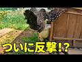 最弱だったニワトリが…ついに立ち向かった！？　380話目