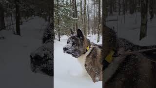 This Akita LOVES the snow
