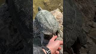 Tüm Iyi Niyetimle Hal Hatır Sormak Istemiştim 😢 Resimi