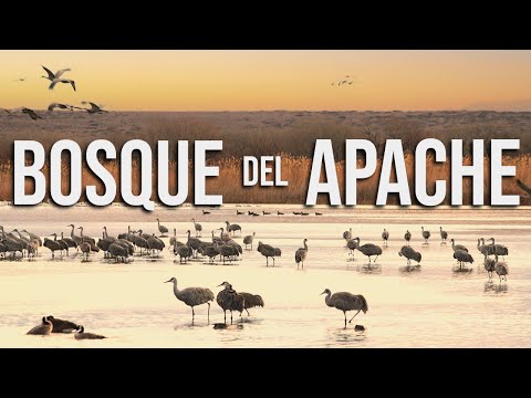 Vídeo: Quan és el birdwatch 2021?