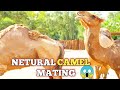 NaturalрџЊі CamelрџђЄ Mating Process Rare Wildlife Moments NaturalрџЊі CamelрџђЄ Mating Process Rare Wildlife Moments
