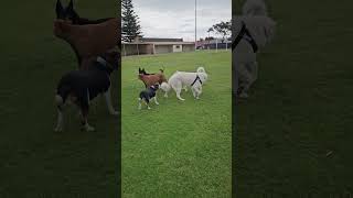 Colin Goes To The Dog Park 2 #maremma #sheepdog #dog #doglover #doglife #dogsitter #puppy #funnydog