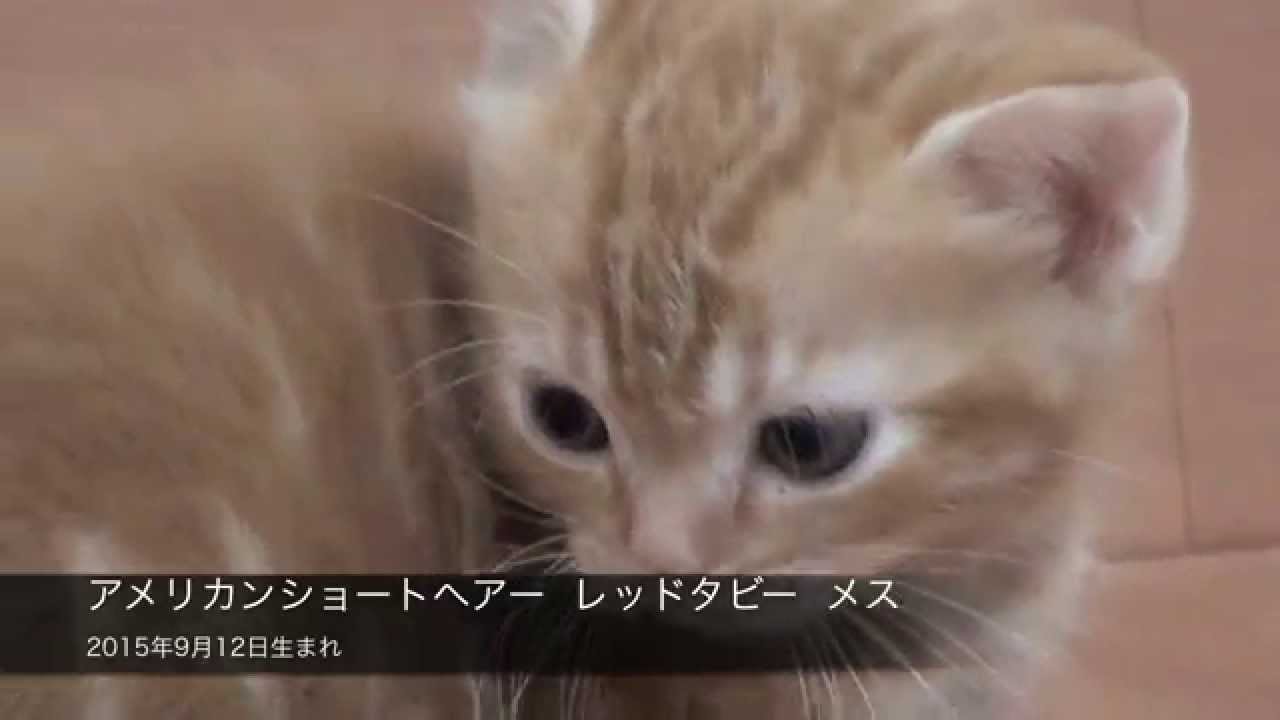 アメリカンショートヘアー レッドタビー メス 15年9月12日生まれ Youtube アメリカンショートヘアー レッドタビー メス 15年9月12日生まれ Youtube