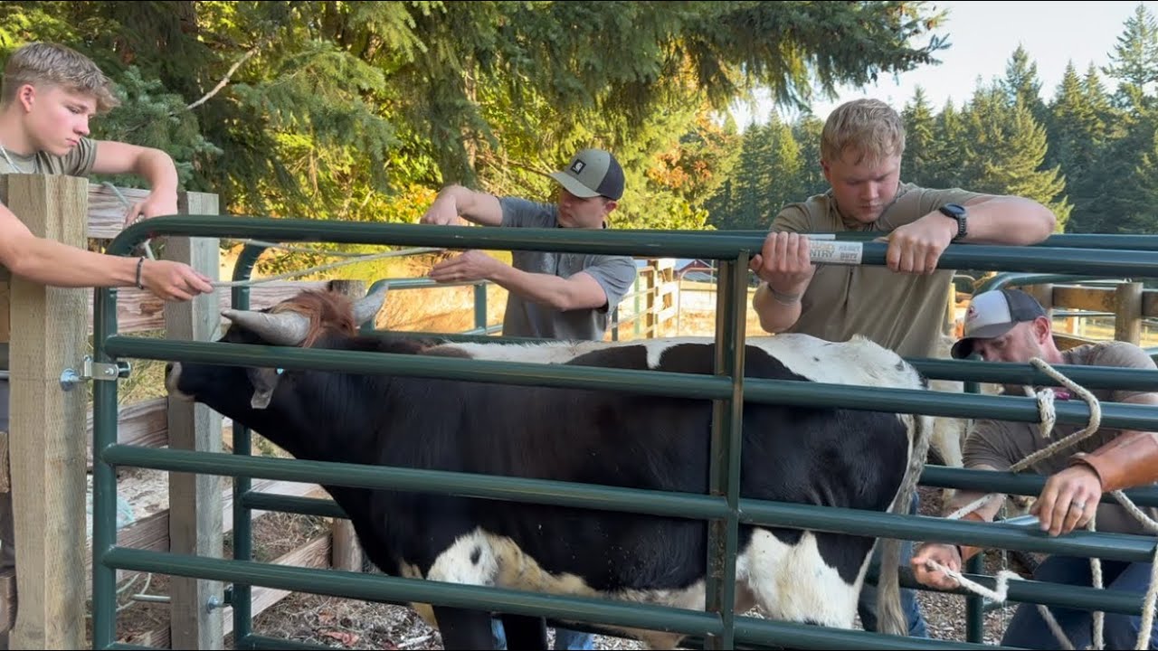 All Hands On Deck For Fall Vaccinations // Longhorns