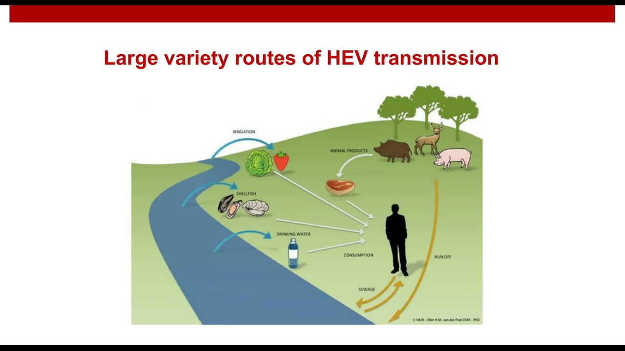 Hepa Transmission Route Know The ABC's Of Hepatitis Prevention NFID