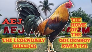 AEJ GAMEFARM - THE MASTER BREEDER IN THE PHILIPPINES - VISIT THIS BIG FARM & QUALITY GAMEFOWL screenshot 5